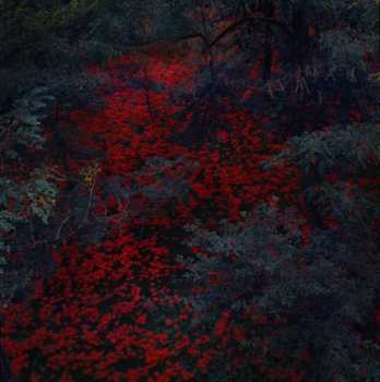 Album Alex Cobb: Marigold And Cable