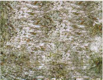 CD Borknagar: The Olden Domain