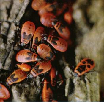 CD Burma Jones: Invaze