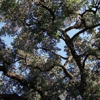 Album Charles Manson: Trees
