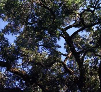 CD Charles Manson: Trees