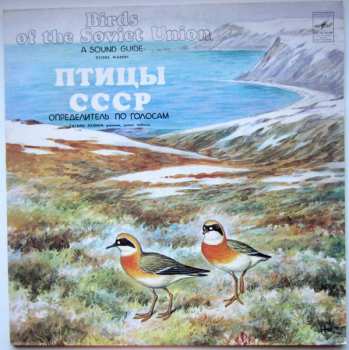 LP Борис Вепринцев: Гагары. Кулики: Pжaнки, Зyйки, Чибиcы = Divers. Waders