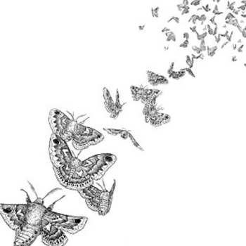 CD Des Ark: Everything Dies