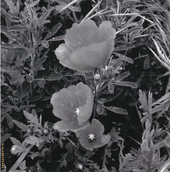 CD Deutsch Amerikanische Freundschaft: Nur Noch Einer DIGI