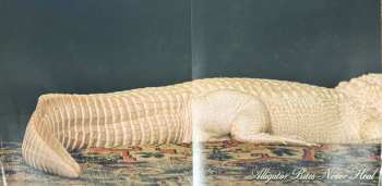 LP Doechii: Alligator Bites Never Heal CLR | LTD