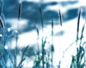 CD Dolly Parton: The Grass Is Blue