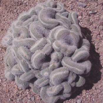 CD Donovan's Brain: Turned Up Later