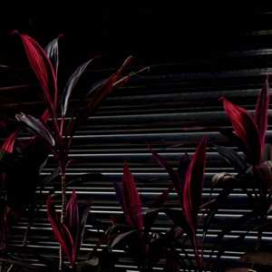 LP Fine Place: This New Heaven