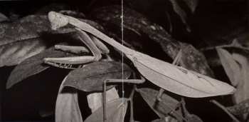 CD Giant Sand: Backyard BBQ Broadcast