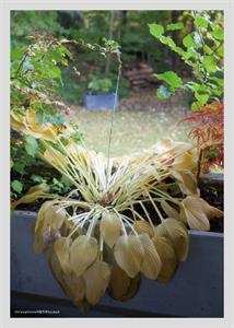 CD Hyukoh: Through Love