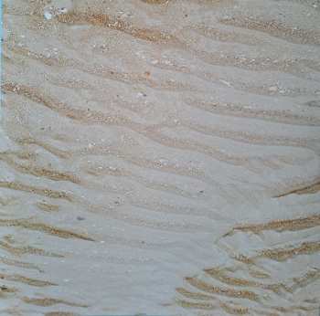 LP Lüpa Gang Gang Quartet: Dopamine Overdose