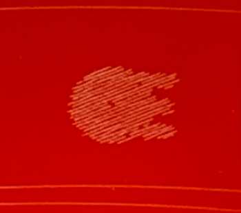 LP Michael Head & The Red Elastic Band: Dear Scott LTD