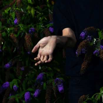 CD Nordmann: In Velvet