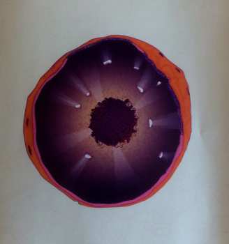 CD Witchcraft: Nucleus