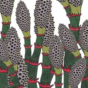 LP Part Chimp: IV CLR