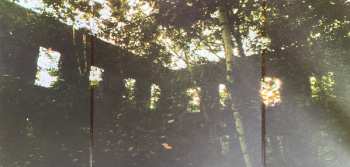 LP Pinegrove: 11:11 DLX | LTD | CLR