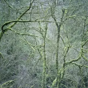 Six Organs Of Admittance: Dust And Chimes
