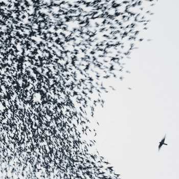 Album Wilco: Sky Blue Sky