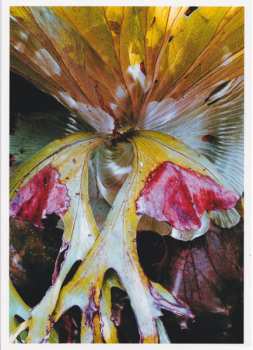 LP Sophie Hutchings: Wide Asleep