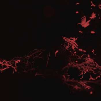 CD Svarte Greiner: Moss Garden LTD