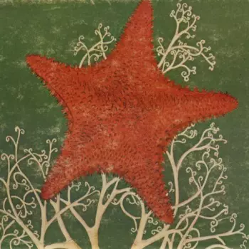 Arm Of The Starfish