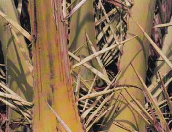 CD The Folk Implosion: One Part Lullaby