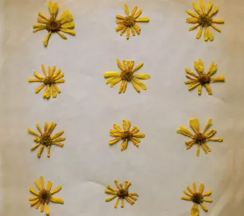 Flowers In The Spring