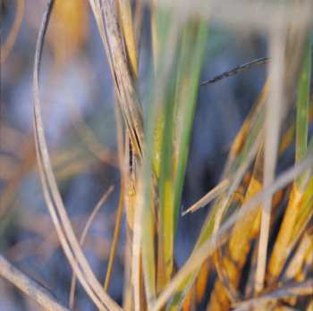 CD/DVD Underworld: Oblivion With Bells LTD